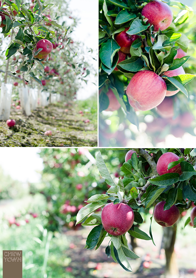 Apples on trees